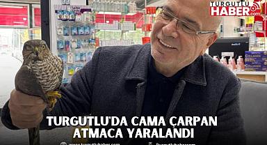 Turgutlu'da cama çarpan atmaca yaralandı