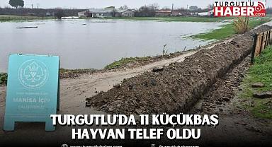 Turgutlu'da 11 Küçükbaş Hayvan Telef Oldu
