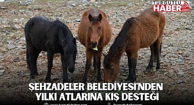 ŞEHZADELER BELEDİYESİ'NDEN YILKI ATLARINA KIŞ DESTEĞİ