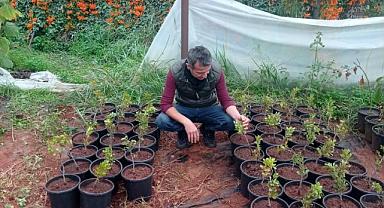 Çeşme Damla Sakızı Üretimi Büyüyor!