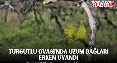 Turgutlu Ovası'nda Üzüm Bağları Erken Uyandı