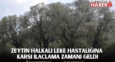 Zeytin Halkalı Leke Hastalığına Karşı İlaçlama Zamanı Geldi