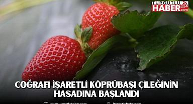 Coğrafi işaretli Köprübaşı Çileğinin Hasadına başlandı