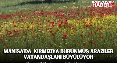 Manisa'da Kırmızıya Bürünmüş Araziler Vatandaşları Büyülüyor