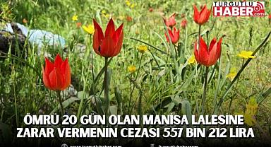 Ömrü 20 gün olan Manisa Lalesine zarar vermenin cezası 557 bin 212 lira