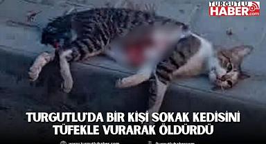 Turgutlu'da bir kişi sokak kedisini tüfekle vurarak öldürdü