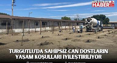 Turgutlu'da Sahipsiz Can Dostların Yaşam Koşulları İyileştiriliyor