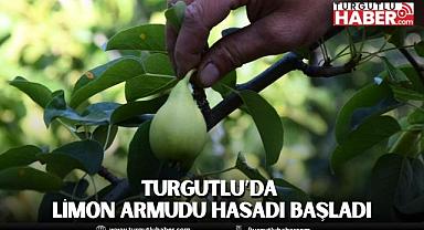 Turgutlu’da limon armudu hasadı başladı
