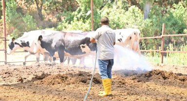 Manisa Büyükşehir’den Sarıgöl’de Akabane Hastalığına Karşı Hızlı Müdahale
