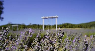 Yunusemre Lavanta Bahçesi Ziyarete Açıldı: Görsel Şölen Sezon Boyunca Devam Edecek