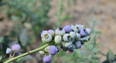 Bozdağ’da Blueberry Hasadı Başladı: İlk Verim Yüzleri Güldürdü