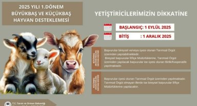 Büyükbaş ve küçükbaş hayvan destekleme başvuruları 1 Eylül'de başlıyor