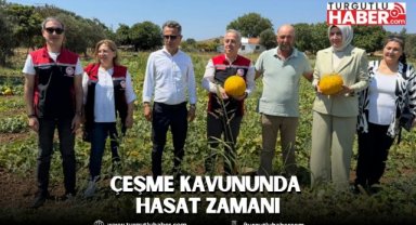 Çeşme kavununda hasat zamanı
