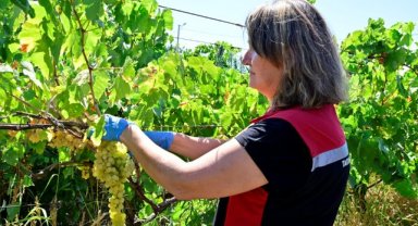 Hasat Öncesi Pestisit Denetimi 81 İlde Sürüyor: Uygunsuz İlaç Kullanımına Geçit Yok