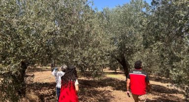 Manisa'da Xylella Yaprak Yanıklığı Sürvey Çalışması Yapıldı
