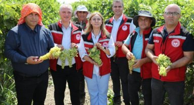 Manisa İl Tarım Müdürü Karayılan, Salihli’de üzüm hasadına katıldı