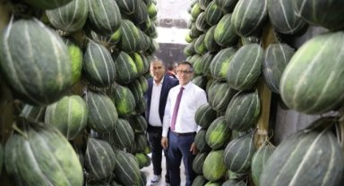 Soma'da Davutbey kavunlarının depolara asılması incelendi