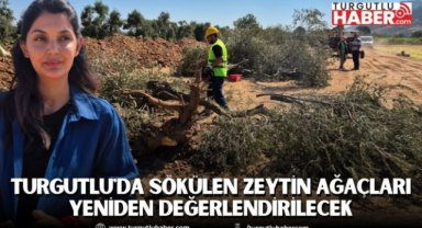 Turgutlu'da sökülen zeytin ağaçları yeniden değerlendirilecek