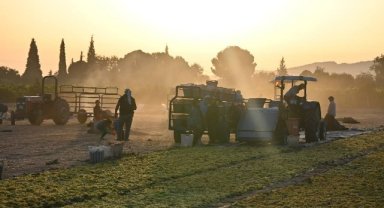 Turgutlu'da üreticilerin üzüm mesaisi 