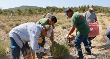 Yunusemre Belediyesi’nin Lavanta Bahçesinde Hasat Başladı