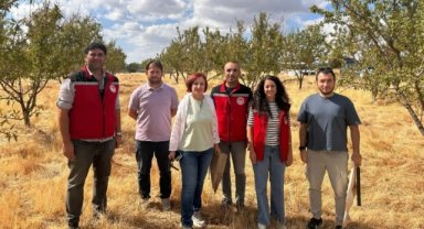 KULA'DA XYLELLA YAPRAK YANIKLIĞI SÜRVEY ÇALIŞMASI GERÇEKLEŞTİRİLDİ