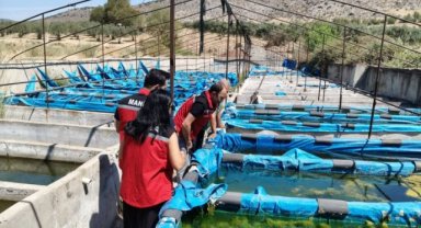 Manisa’da akvaryum balıkları üretim tesisi denetlendi