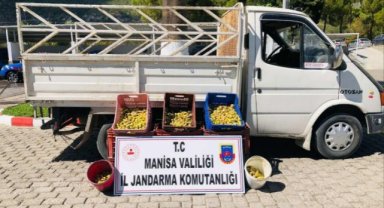 Manisa'da Meyve Hırsızlarına Suçüstü