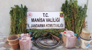 Soma'da Yasadışı Kenevir Ekimi Operasyonu