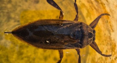 Turgutlu'da çiftlikteki su dolu kovada 'dev su böceği' bulundu