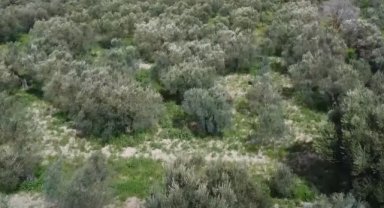 Manisa, 33,5 milyon zeytin ağacı varlığı ile Türkiye birincisi oldu