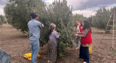 Manisa’da zeytin hasadı tüm hızıyla devam ediyor