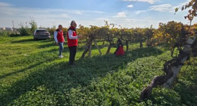 Manisa’da kış mevsimi öncesi tarımsal kontroller sürüyor
