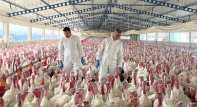 Manisa'da Salmonella İzleme Çalışmaları