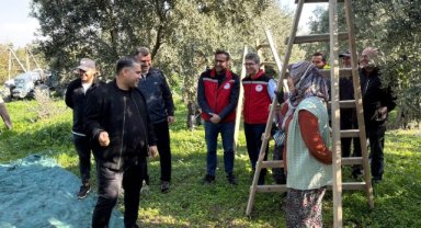 Manisa Tarım Müdürü Mehmet Karayılan Akhisar’da Zeytin Hasadına Katıldı