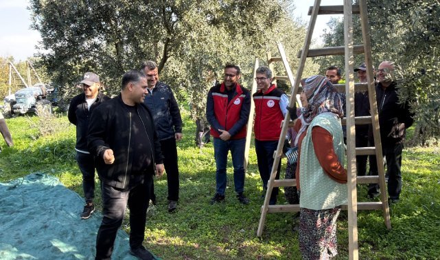 Manisa Tarım Müdürü Mehmet Karayılan Akhisar’da Zeytin Hasadına Katıldı