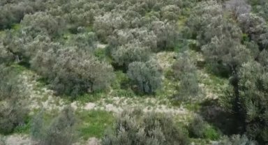 YHT Yolcuları Adına 13 Milyon Fidan Dikilecek