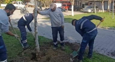 Yunusemre Belediyesi sonbahar ağaçlandırma çalışmalarını sürdürüyor