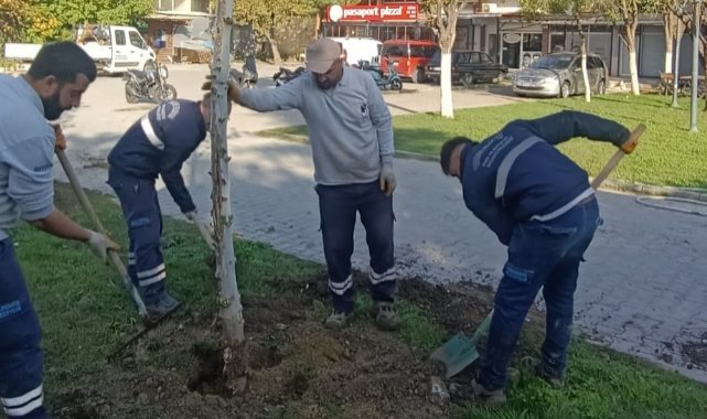 Yunusemre Belediyesi sonbahar ağaçlandırma çalışmalarını sürdürüyor