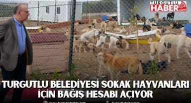 Turgutlu Belediyesi sokak hayvanları için bağış hesabı açıyor
