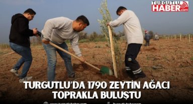 Turgutlu’da 1790 Zeytin Ağacı Toprakla Buluştu