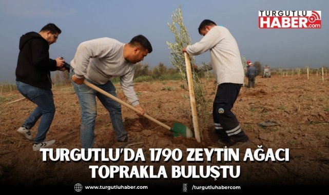Turgutlu’da 1790 Zeytin Ağacı Toprakla Buluştu