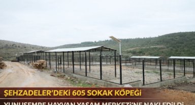 ŞEHZADELER’DEKİ 605 SOKAK KÖPEĞİ YUNUSEMRE HAYVAN YAŞAM MERKEZİ’NE NAKLEDİLDİ