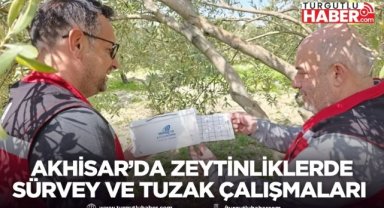 Akhisar’da Zeytinliklerde Sürvey ve Tuzak Çalışmaları Sürüyor