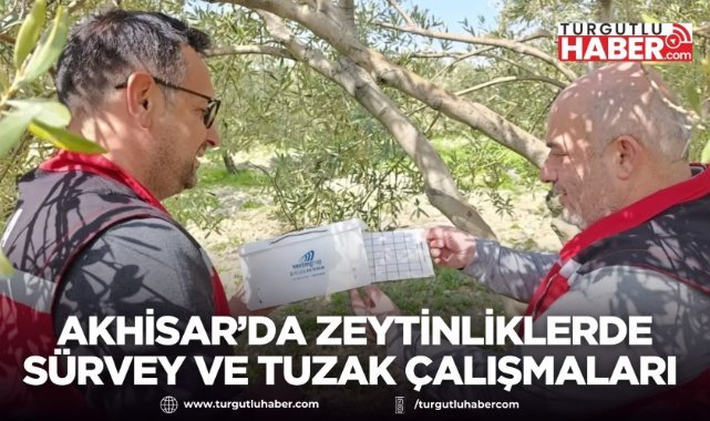 Akhisar’da Zeytinliklerde Sürvey ve Tuzak Çalışmaları Sürüyor