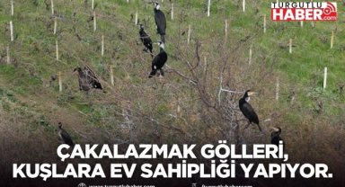 Çakalazmak Gölleri göçmen kuşlara ev sahipliği yapıyor