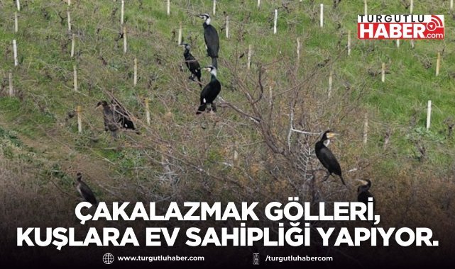 Çakalazmak Gölleri göçmen kuşlara ev sahipliği yapıyor