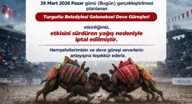 Turgutlu’da Deve Güreşleri Yağış Nedeniyle İptal Edildi