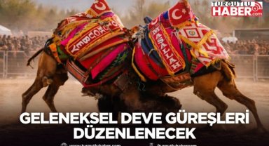 Turgutlu’da Geleneksel Deve Güreşleri Düzenlenecek