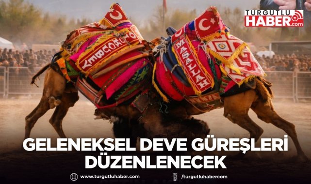 Turgutlu’da Geleneksel Deve Güreşleri Düzenlenecek