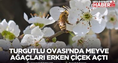Turgutlu Ovası’nda Meyve Ağaçları Erken Çiçek Açtı